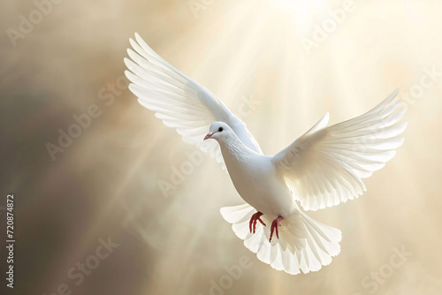 Fliegende Taube im Licht  Zeichen f  r Frieden  Religion  Christentum  Ostern  Freiheit  Hochzeit  Liebe