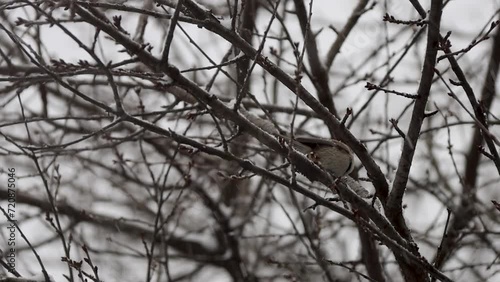 tit in winter on branches in the snow