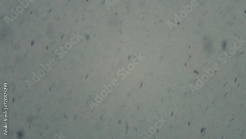 falling snow close up