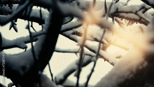 the tree