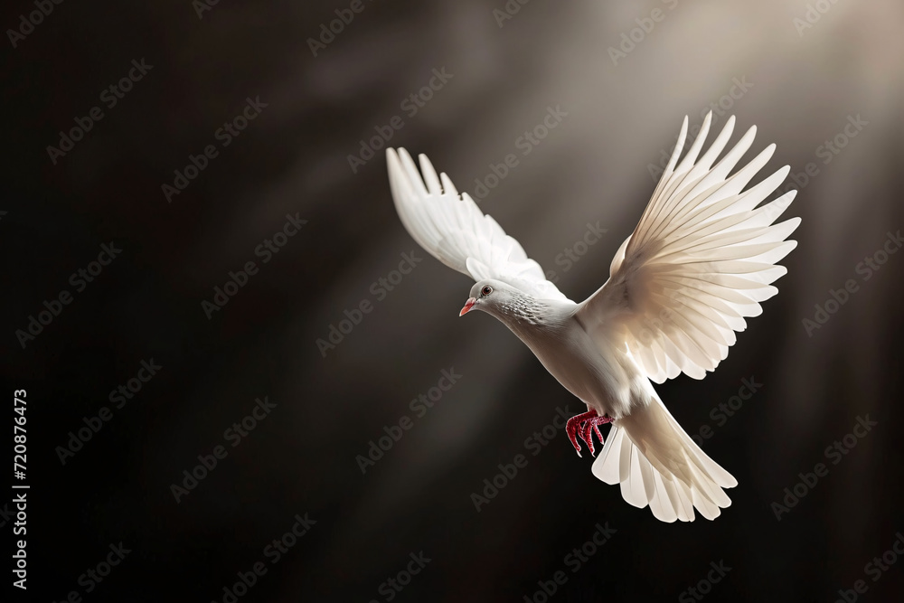 Obraz premium Fliegende Taube im Licht, Zeichen für Frieden, Religion, Christentum, Ostern, Freiheit, Hochzeit, Liebe