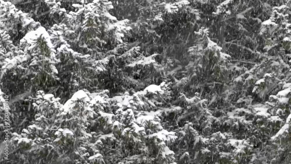 Gently falling snow blankets a serene pine forest, transforming the landscape into a picturesque winter wonderland. Gently falling snow blankets a serene pine forest, transforming the landscape into a picturesque winter wonderland.