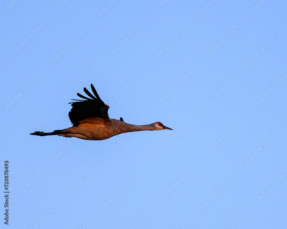 Obraz premium Bird flying