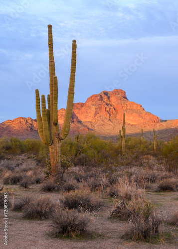 Cactus and mountain