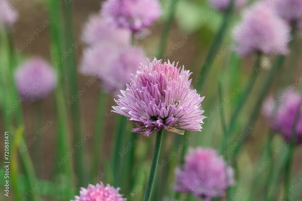 Bright pink chives flowers with green leaves. Bright pink chives flowers with green leaves.