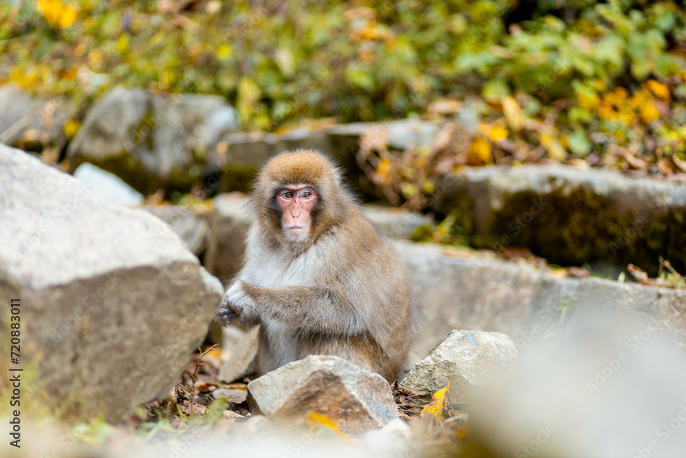 Japanese macaques or Snow Monkeys during the autumn season.