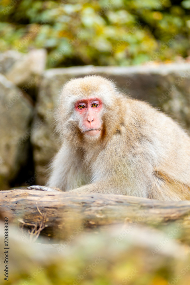 Japanese macaques or Snow Monkeys during the autumn season. Japanese macaques or Snow Monkeys during the autumn season.