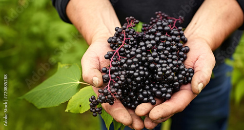 Bunch of black elderberries in the hands of a man.