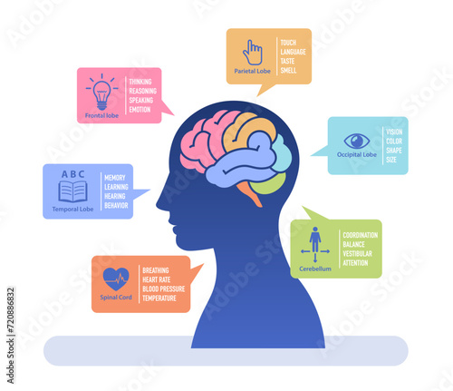 Human brain study flat vector illustration. Infographic of human brain functions with color coded.