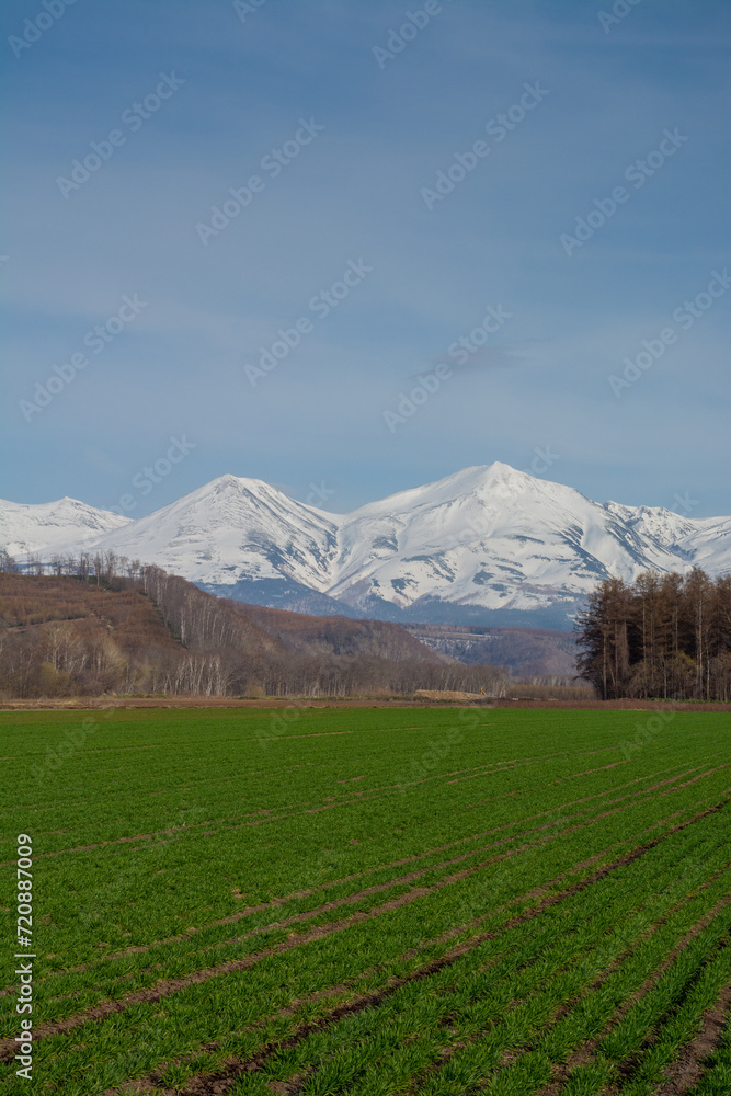 Naklejka premium 春の緑のムギ畑と雪山 十勝岳連峰 