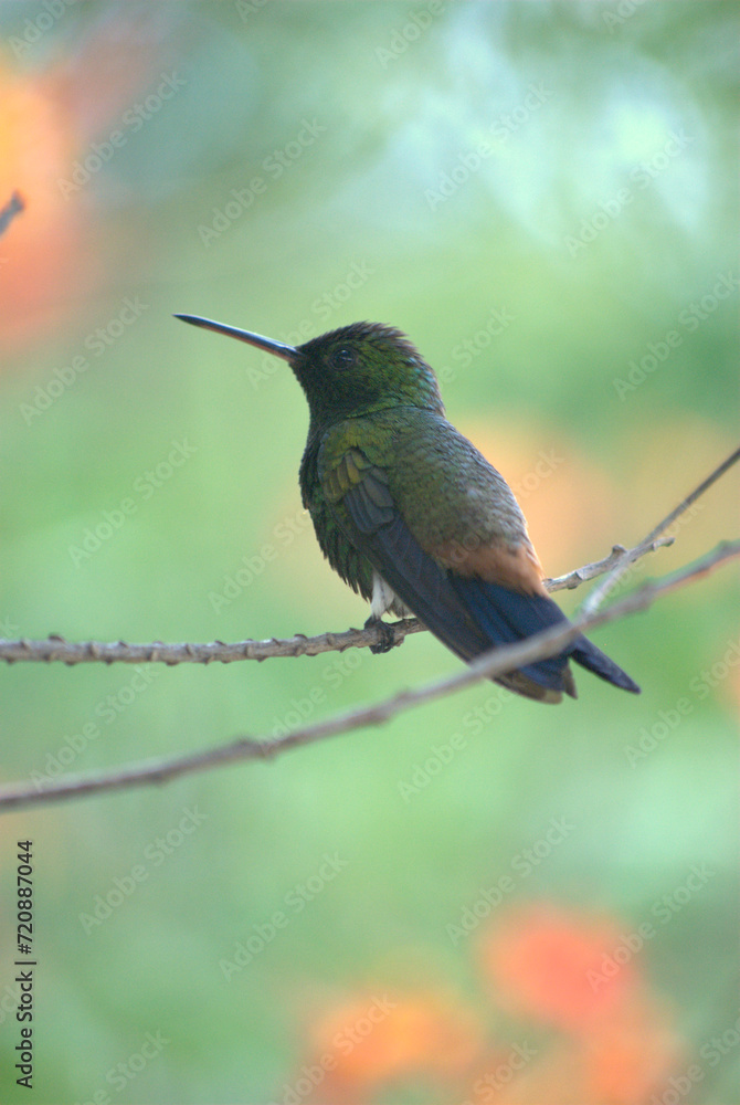 Aves,canarios,colibries,todos nos alegran el dia. Aves,canarios,colibries,todos nos alegran el dia.