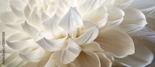 Captivating White Flower Photo: A Stunning Visual Delight of Endless White Petals in a Mesmerizing Floral Portrait © AkuAku