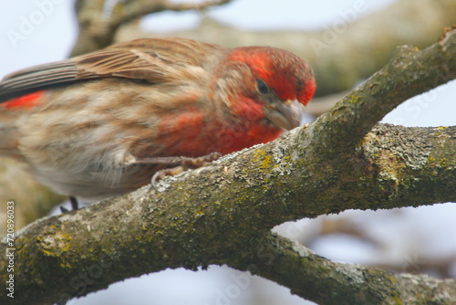 Purple Finch (Haemorhous purpureus) in a Magnolia Tree During Winter, Ohio