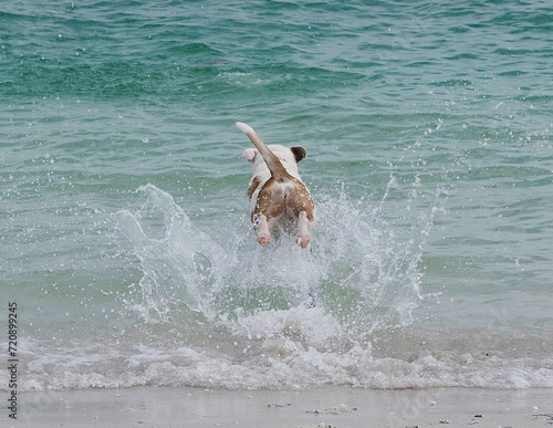 French Bulldog diving into Boca Ciega to fetch a ball at St. Pete Beach, Florida