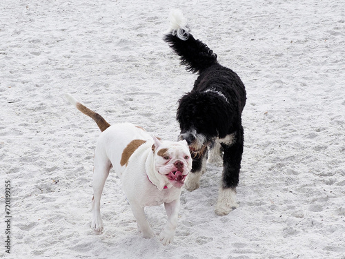 French Bulldog playing with a Bermadoodle dog on a sandy beach.