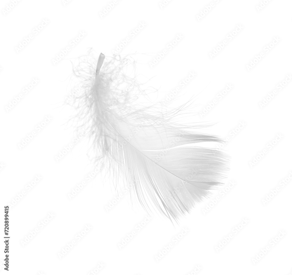 Beautiful fluffy bird feather isolated on white