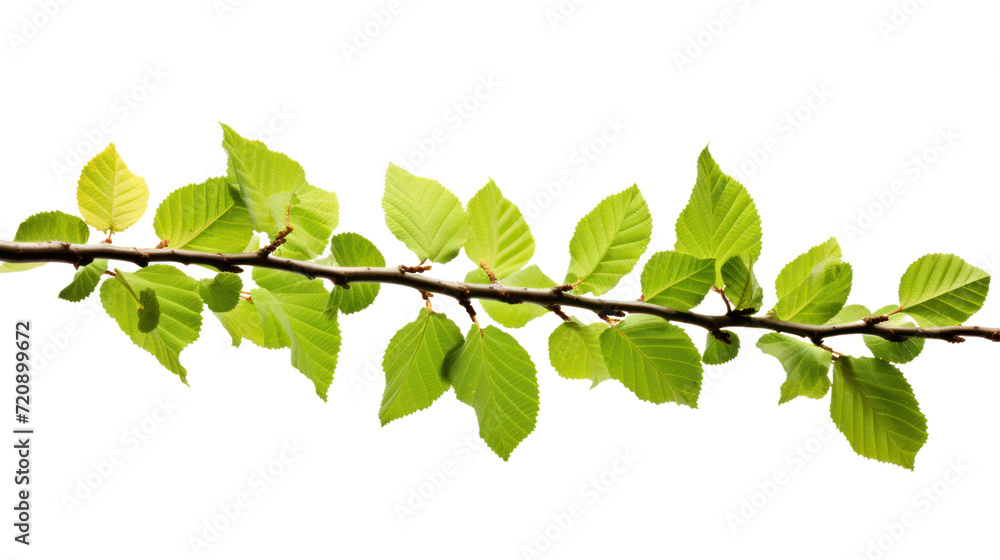 Branch of beech tree, Fagus sylvatica, isolated on transparent and white background.PNG image. - obrazy, fototapety, plakaty 