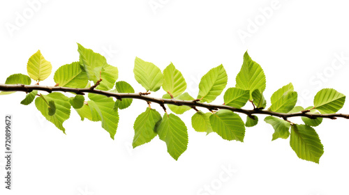 Branch of beech tree, Fagus sylvatica, isolated on transparent and white background.PNG image. photo