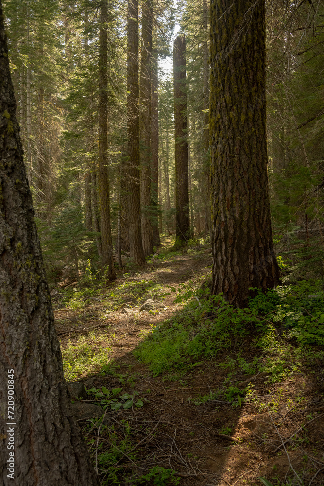 Naklejka premium Rough Trail Winds through Forests Toward Deer Camp Road