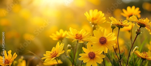 Vibrant Yellow Flowers Blossoming in a Sunlit Field of Yellow, Yellow, and Yellow © AkuAku