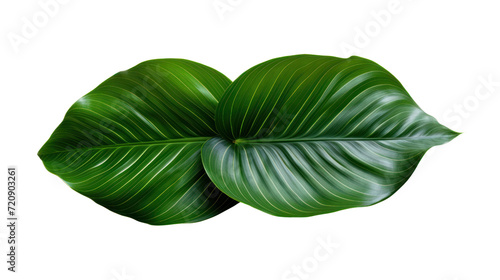 Calathea lutea foliage, (Cigar Calathea, Cuban Cigar), Exotic tropical leaf isolated on transparent and white background.PNG image.