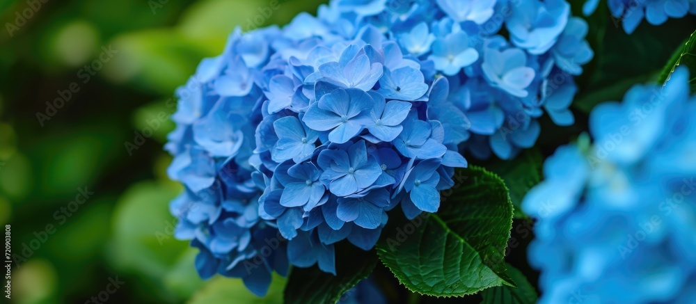 A blooming cluster of blue hydrangea flowers, symbolizing plenty. A blooming cluster of blue hydrangea flowers, symbolizing plenty.