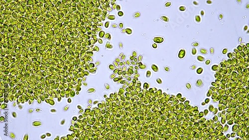 Beautiful and very active single-cell marine microalgae found in the bucket of a fisherman. Microscope footage, time lapse, 200x magnification, bright field microscopy