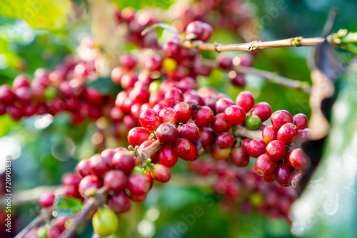 Red ripe cherry berries coffee beans on coffee tree in coffee plantation background. Farmer growing and harvesting coffee bean in farm on the mountain. Food and drink business and industry concept. photo