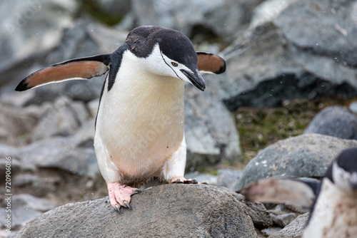 Single Chinstrap penguin trying to jump from a rock in Antarctica 