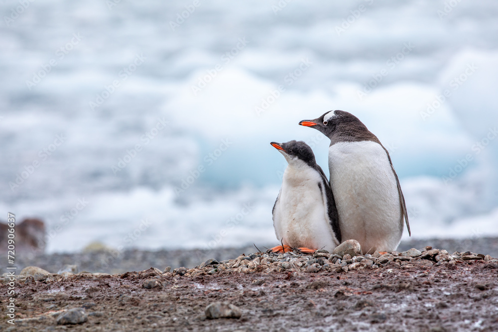 Naklejka premium Close up of Gentoo penguin with chick baby looking into left direction with ice in background
