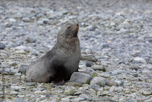 Antarctic Fur Seal (Arctocephalus Gazella), Antarctic Peninsula