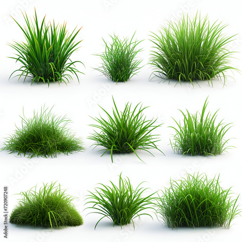 grass isolated on white