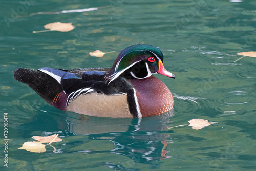 Wood Duck (Aix sponsa) photo