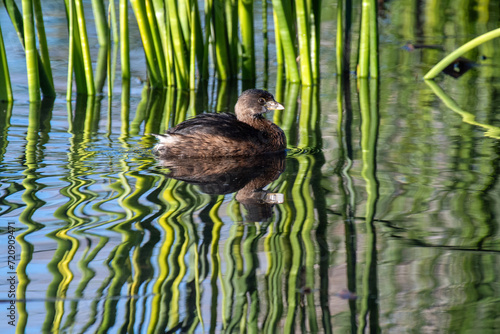 Pied-billed Grebe (Podilymbus podiceps) photo