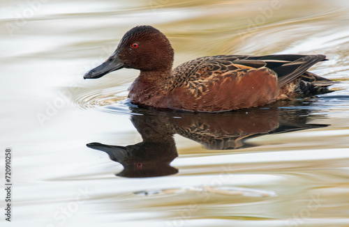 Cinnamon Teal (Spatula cyanoptera) photo