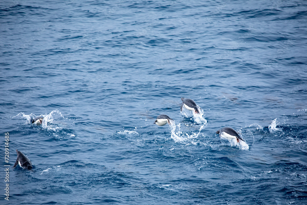 Fototapeta premium Penguins swimming and jumping out of the water in the sea from behind of Antarctica 