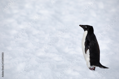 Close Up shot from an Adelie penguin in profile