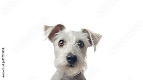 dog looking at the camera isolated on transparent and white background.PNG image. 