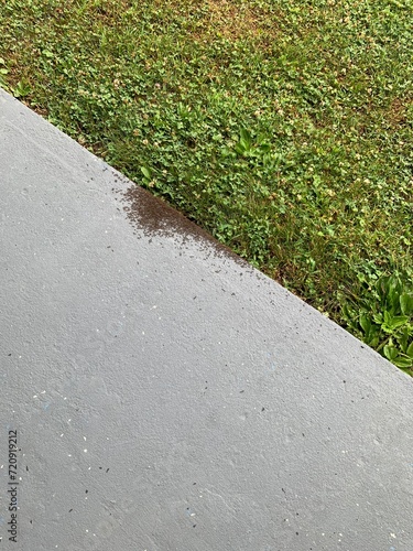 swarm of ants, concrete patio, green grass, nature, wildlife, insects, pathway, garden, lawn, outdoor, summer, home, house, bugs, exterminator, extermination
