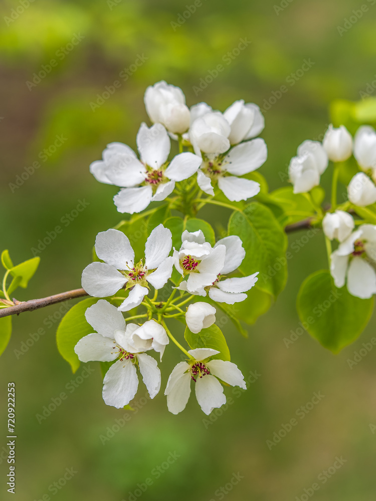 White blossoming apple trees. White apple tree flowers White blossoming apple trees. White apple tree flowers