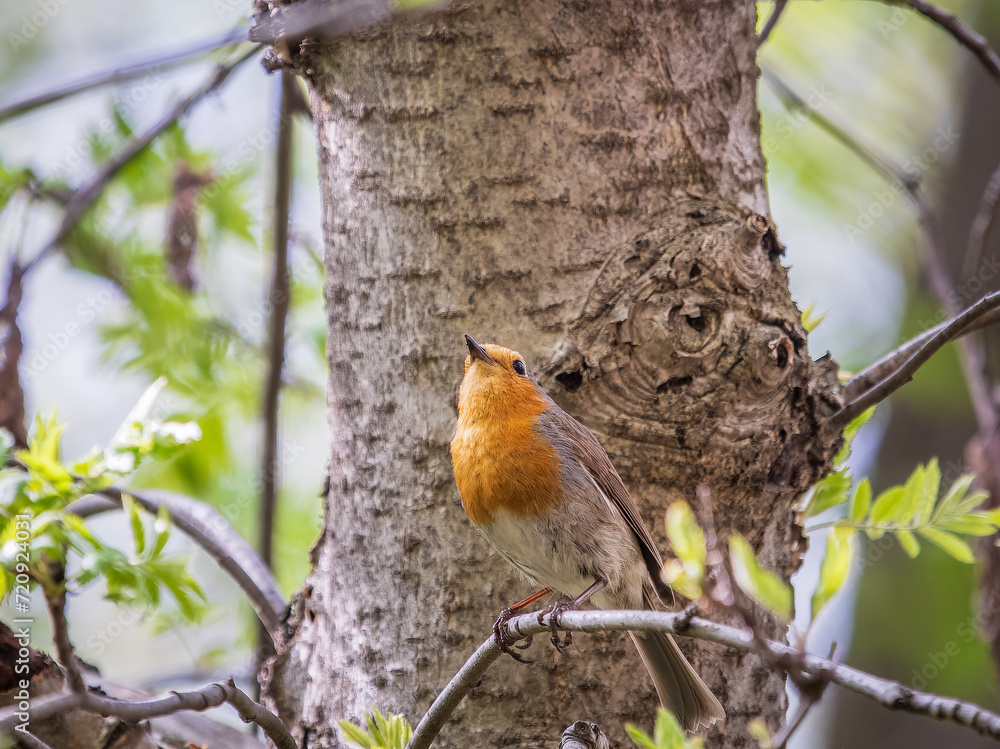Fototapeta premium European Robin, Erithacus rubecula, song bird sits on tree in the spring forest or park