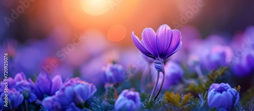 Captivating Beauty: A Gorgeous Purple Flower Blooming in a Stunning Spring Garden