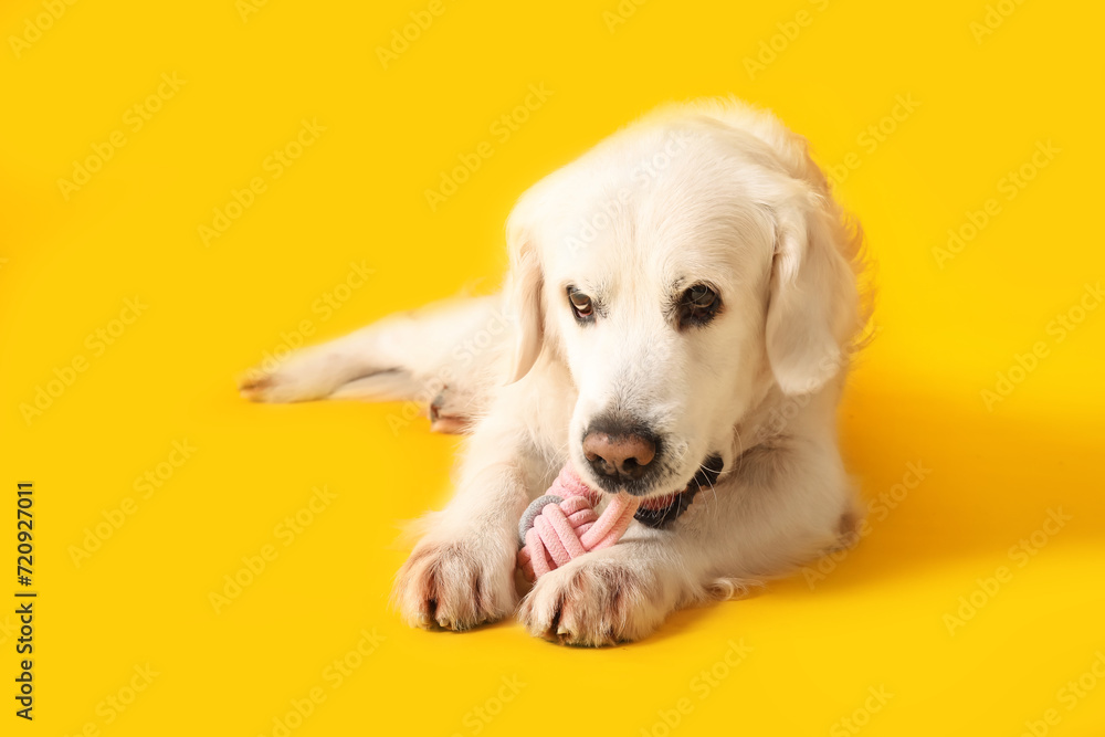 Adorable golden retriever playing with toy on yellow background