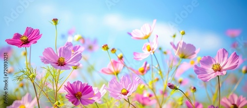 Captivating Cosmos and Luminous Flowers Blossom on a Beautiful Clear Day