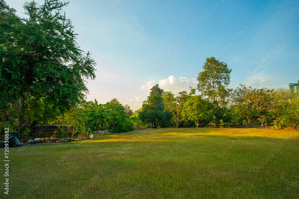 Green meadow grass in city public park office building blue sky