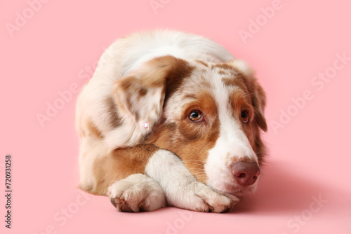 Cute Australian Shepherd dog lying on pink background