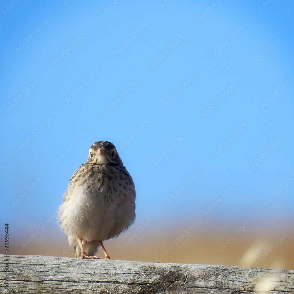 Obraz premium Australian Pipit..Hester Brook
