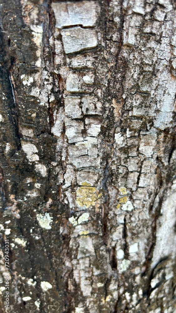 Obraz premium My old bark at son school 