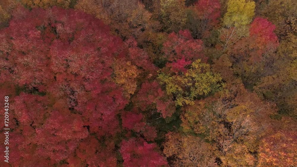 A still aerial view over the colorful trees in Autumn showing them moving slowly with th wind A still aerial view over the colorful trees in Autumn showing them moving slowly with th wind