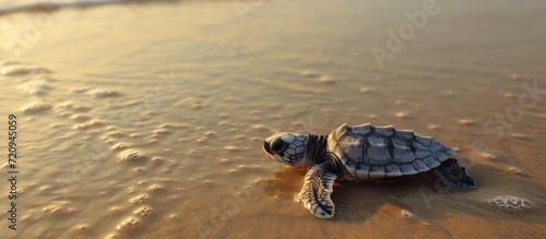 Baby olive-ridley sea turtle making its way to the water.
